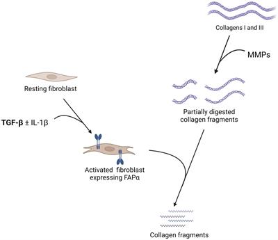 The fibroblast activation protein alpha as a biomarker of pulmonary fibrosis